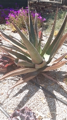 Aloe marlothii