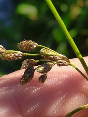 Scirpus pedicellatus