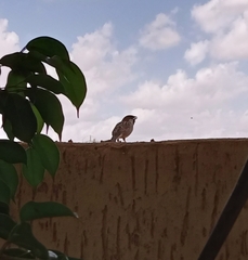 Passer castanopterus