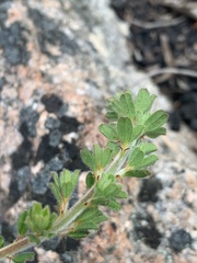 Pultenaea hartmannii