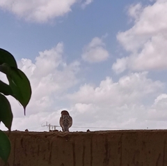 Passer castanopterus