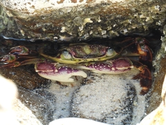 Leptograpsus variegatus
