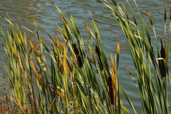 Typha latifolia