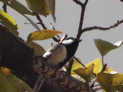 Parus minor