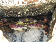 Leptograpsus variegatus