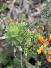 Pultenaea hartmannii