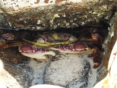 Leptograpsus variegatus