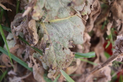 Verbascum phlomoides