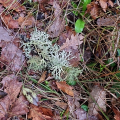 Pseudevernia furfuracea