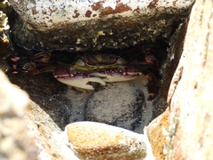 Leptograpsus variegatus