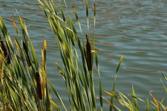 Typha latifolia