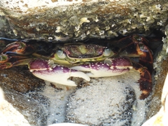 Leptograpsus variegatus