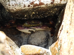 Leptograpsus variegatus