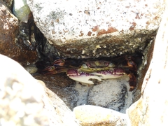 Leptograpsus variegatus