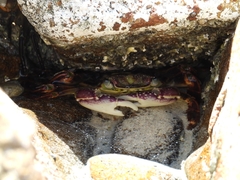 Leptograpsus variegatus