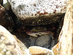 Leptograpsus variegatus