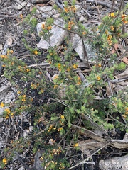 Pultenaea hartmannii