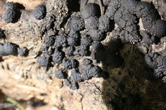 Jackrogersella multiformis