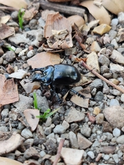 Typhaeus typhoeus