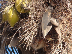 Passer hispaniolensis hispaniolensis