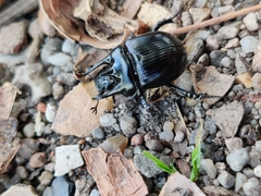 Typhaeus typhoeus