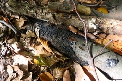 Jackrogersella multiformis