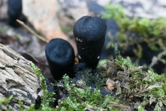 Xylaria
