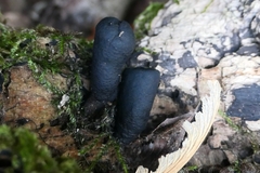 Xylaria