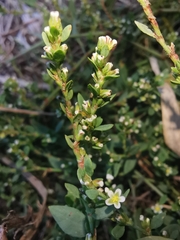 Polygonum