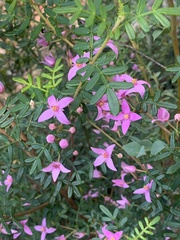 Boronia amabilis