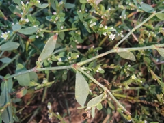 Polygonum