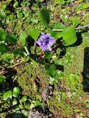 Pontederia azurea