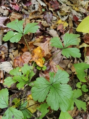 Waldsteinia fragarioides