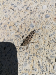 Acrotylus insubricus