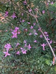 Boronia amabilis