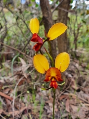 Diuris orientis