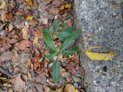 Pittosporum pentandrum