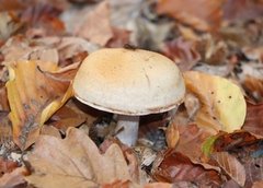 Cortinarius torvus