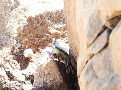 Leptograpsus variegatus