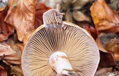 Cortinarius torvus