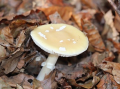 Amanita junquillea
