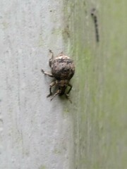 Pseudocneorhinus bifasciatus