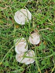 Clitocybe rivulosa