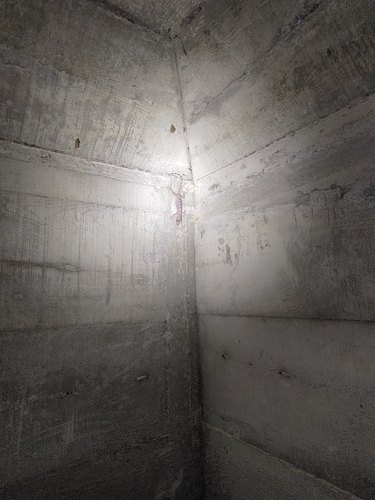 Spotted House Gecko, Gekko monarchus