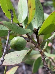 Persoonia cornifolia