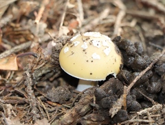 Amanita junquillea
