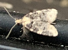 Platynota exasperatana