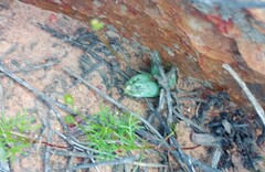 Bulbine mesembryanthemoides