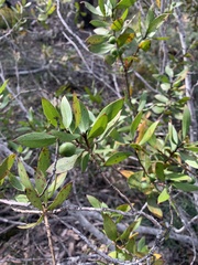Persoonia cornifolia