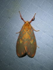 Ammatho cuneonotatus